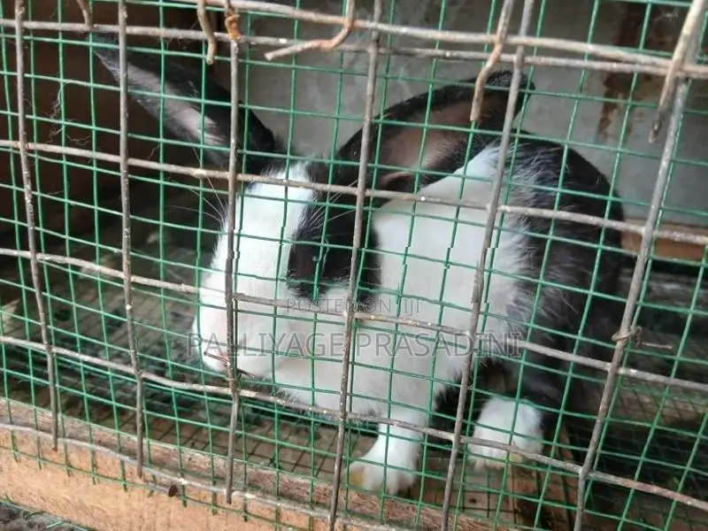 ලොකු හාවන්