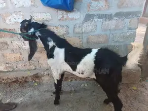Farm Goats
