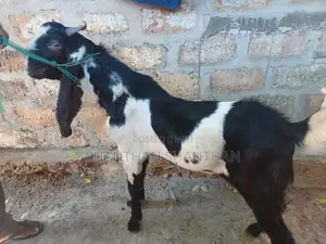Farm Goats