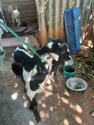 Farm Goats