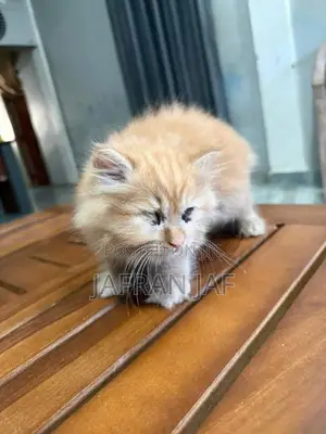 Persian Cat