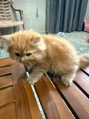 Persian Cat
