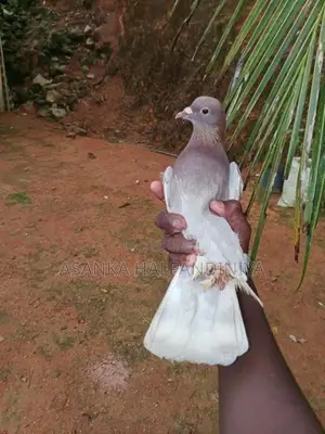 Pigeon