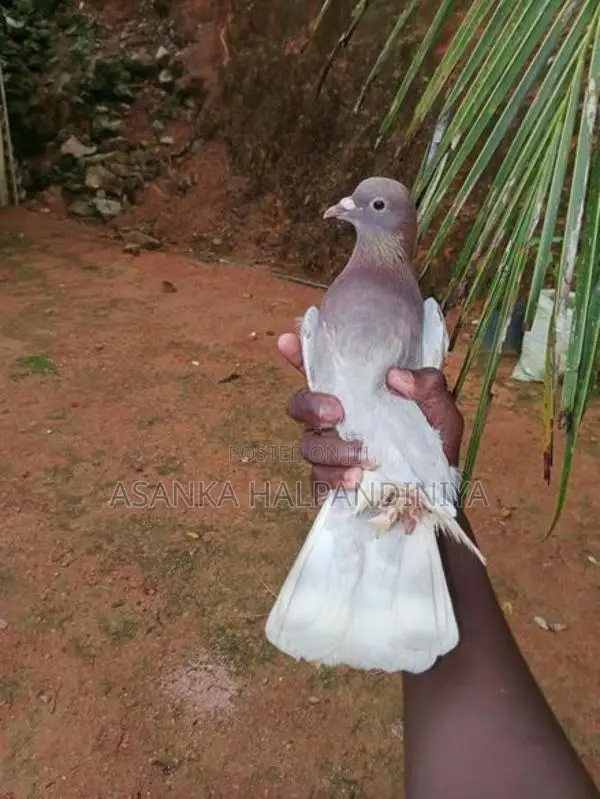 Pigeon