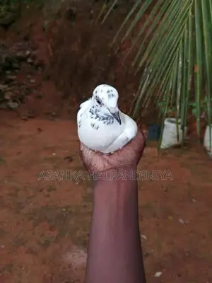 Pigeon
