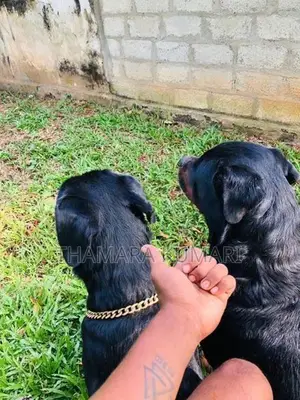Rottweiler Puppies
