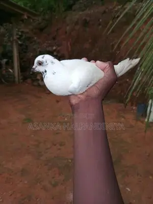 Pigeon
