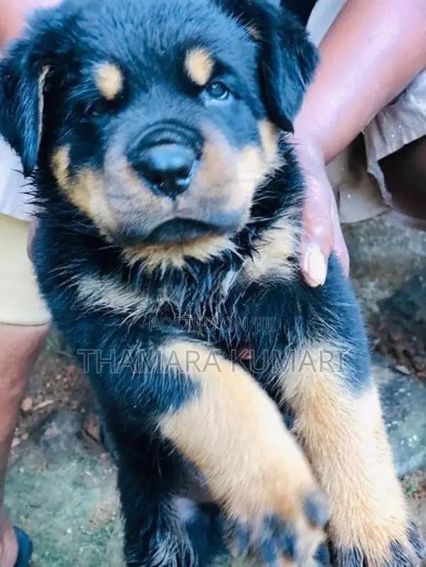 Rottweiler Puppies