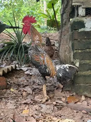 Dathi Rooster