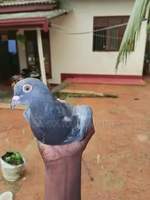 Pigeon