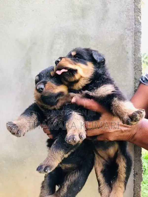 Rottweiler Puppies