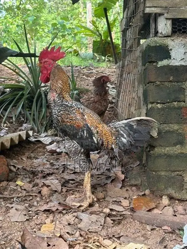 Dathi Rooster