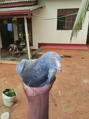 Pigeon