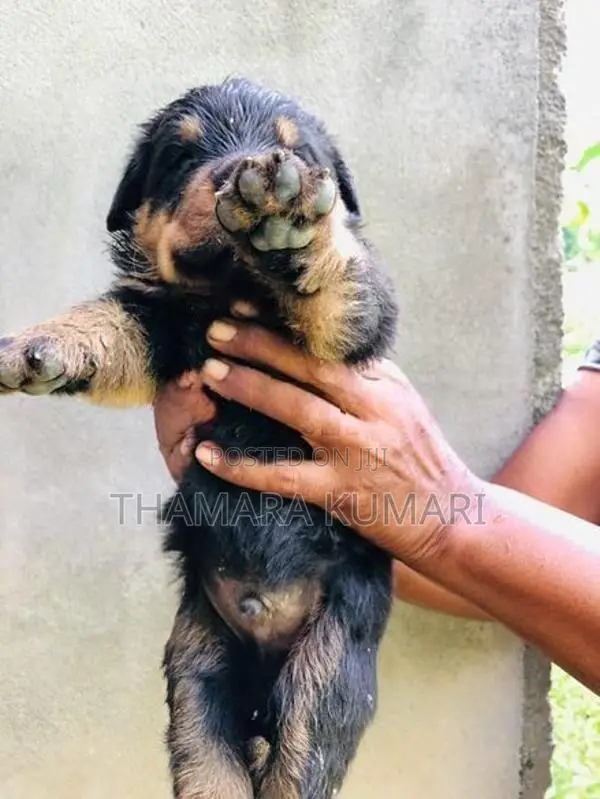 Rottweiler Puppies