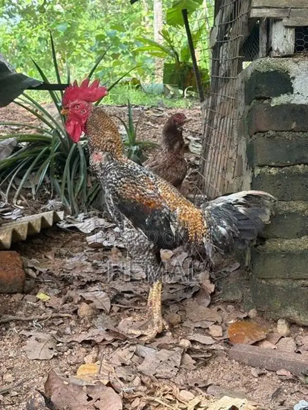 Dathi Rooster