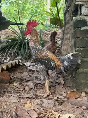 Dathi Rooster