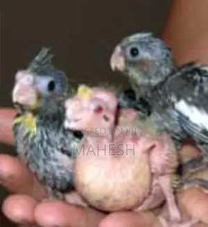 Cockatiel