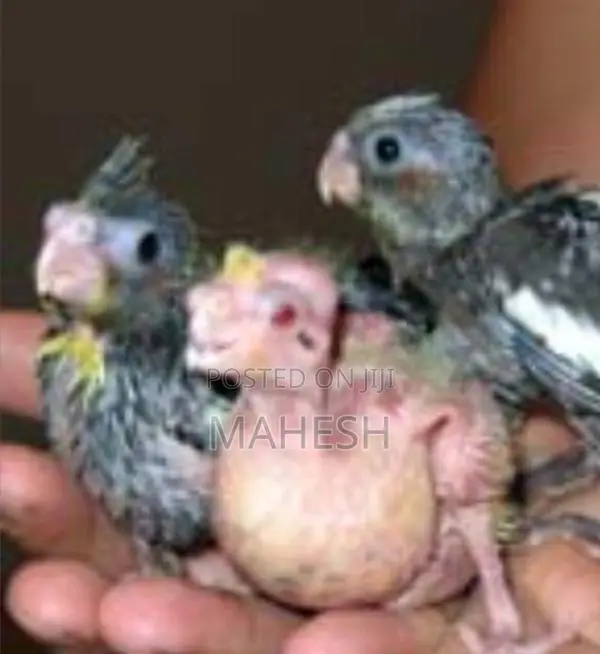 Cockatiel