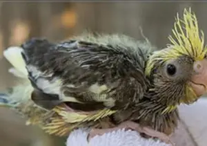 Cockatiel