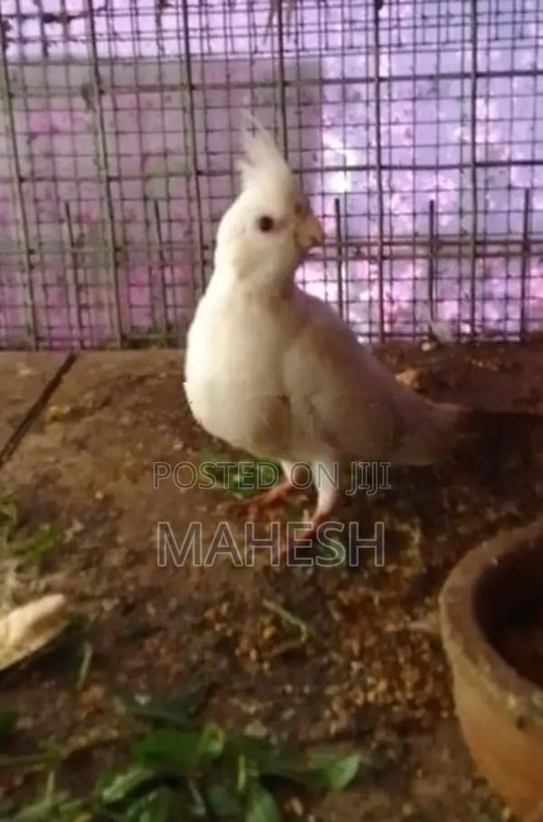 Cockatiel