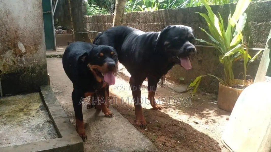 Rottweiler Dog
