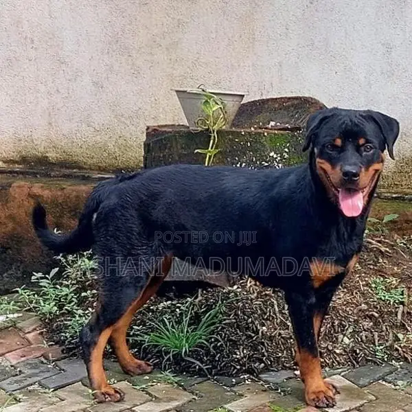 Rottweiler Dog