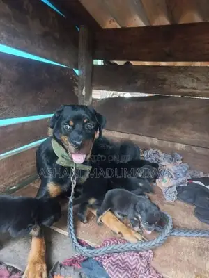 Rottweiler Dog