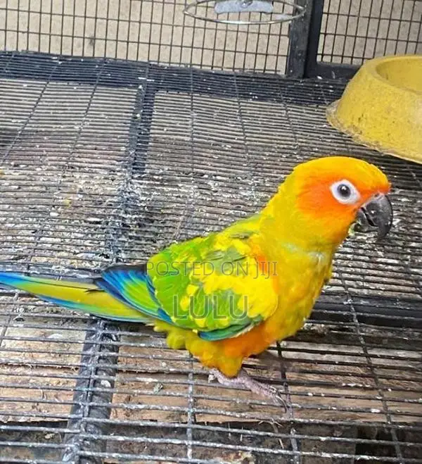 Sun Conure Male Bird