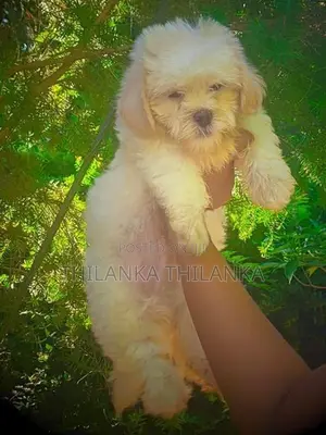 Terrier Puppy