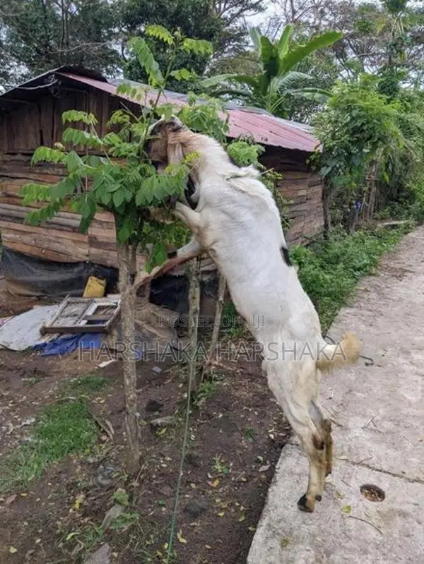 Jamnapari Goat