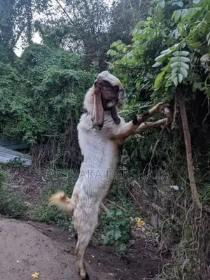 Jamnapari Goat