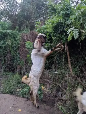 Jamnapari Goat