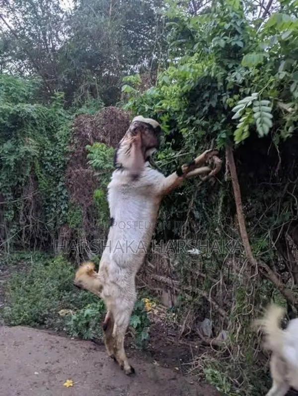 Jamnapari Goat