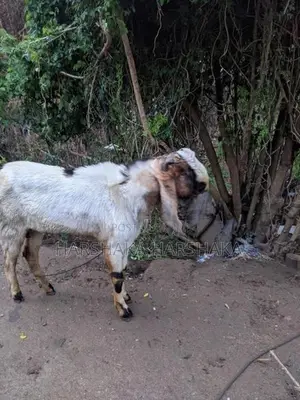 Jamnapari Goat