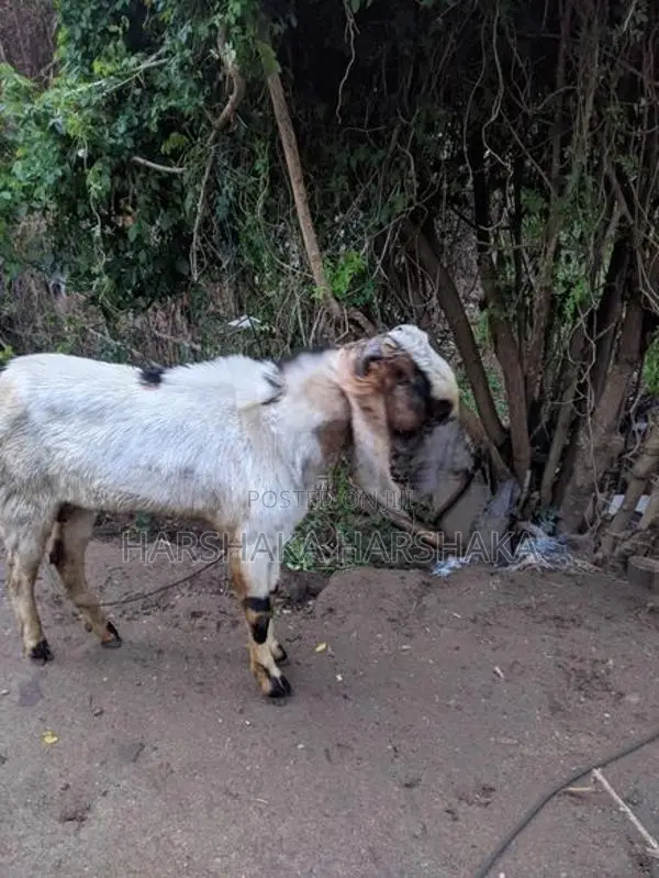 Jamnapari Goat