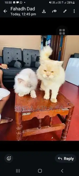 Himalayan Cat