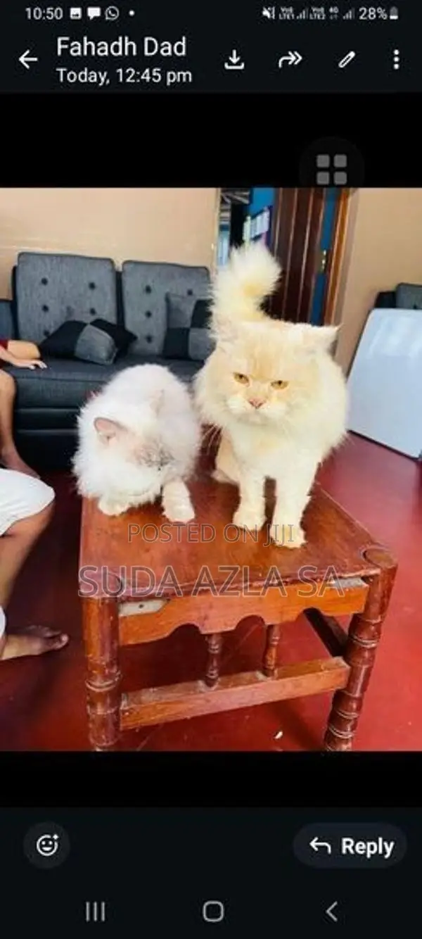 Himalayan Cat