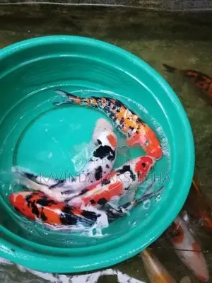 Koi Carp Fish