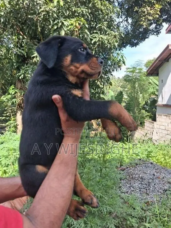 Rottweiler Puppies