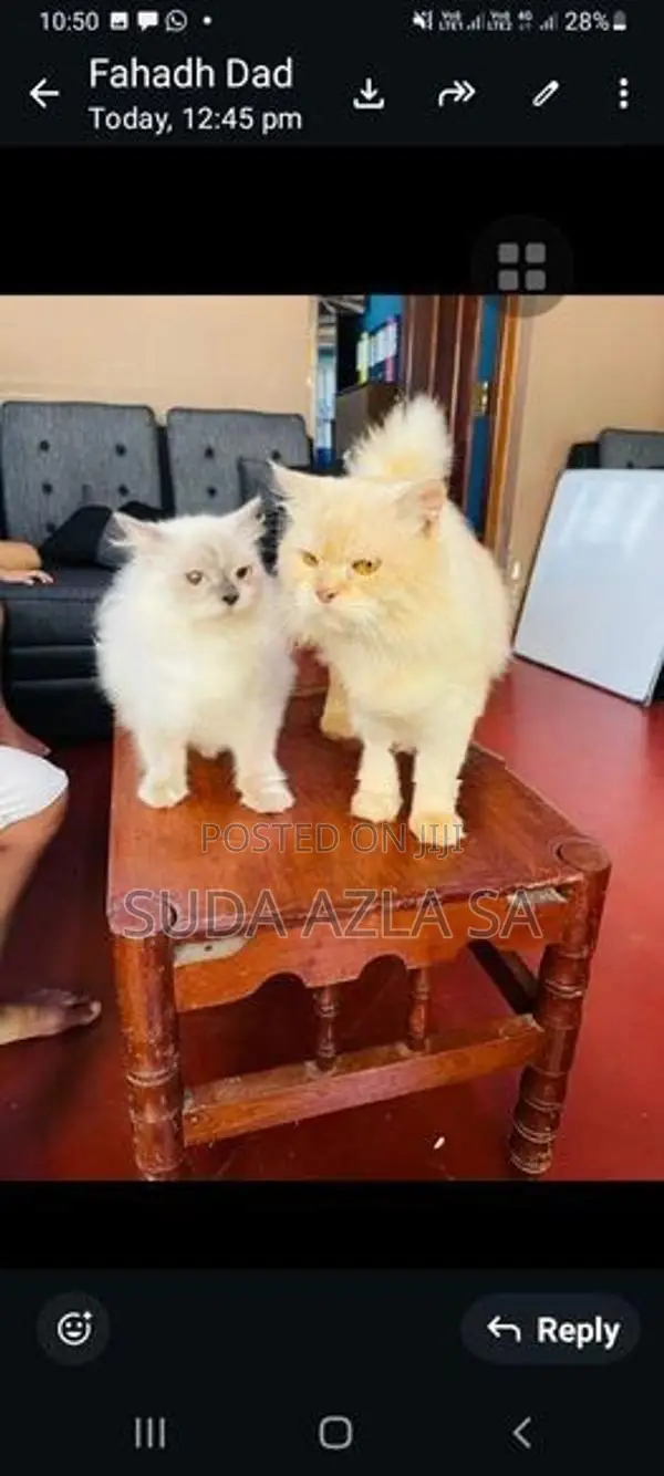 Himalayan Cat