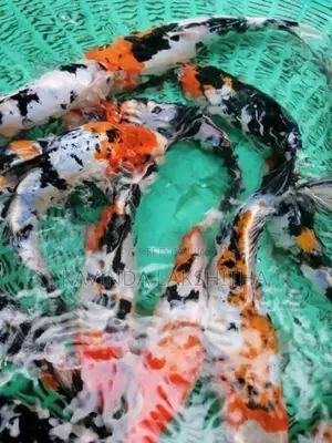 Koi Carp Fish