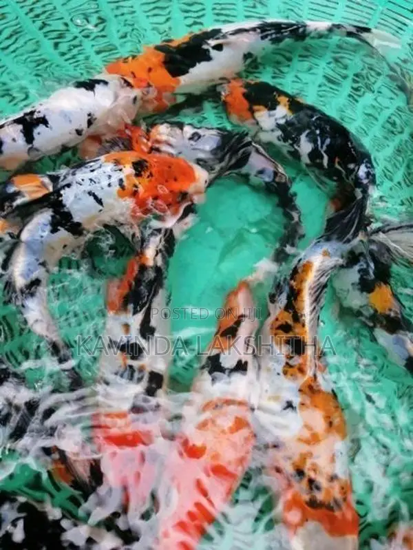 Koi Carp Fish