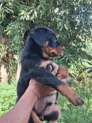 Rottweiler Puppies