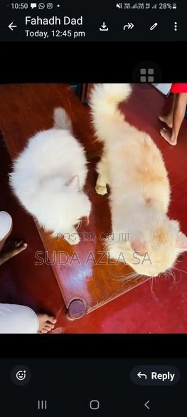 Himalayan Cat