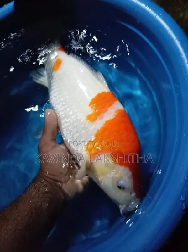 Koi Carp Fish