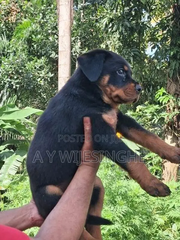 Rottweiler Puppies