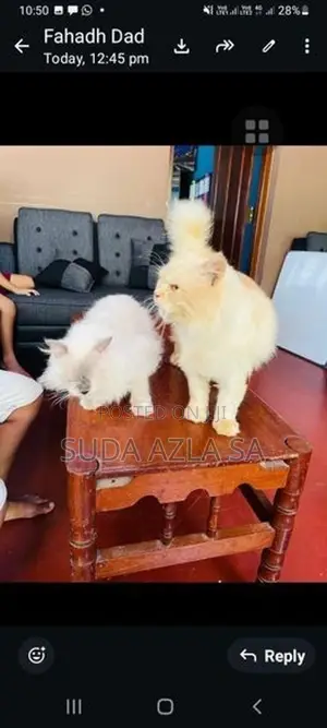 Himalayan Cat