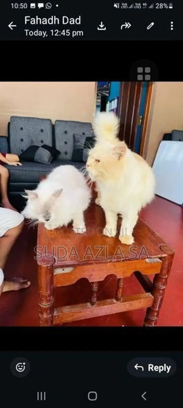 Himalayan Cat