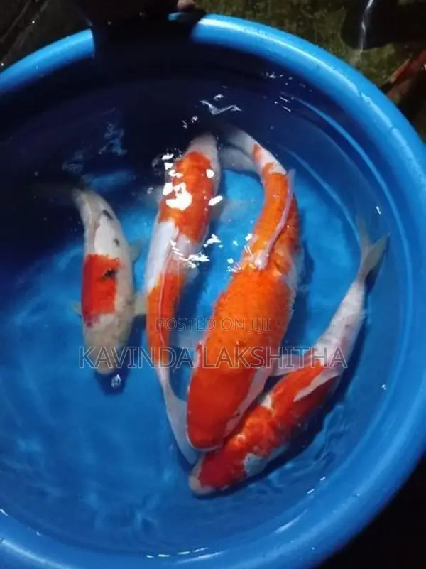 Koi Carp Fish