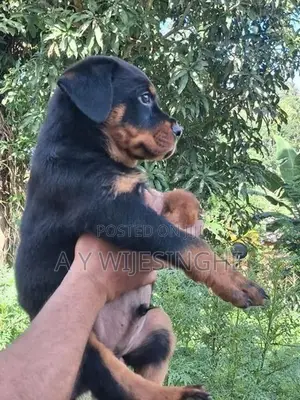 Rottweiler Puppies